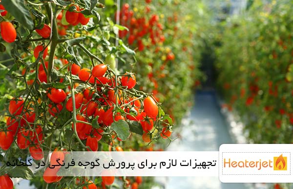 تجهیزات لازم برای پرورش گوجه فرنگی در گلخانه
